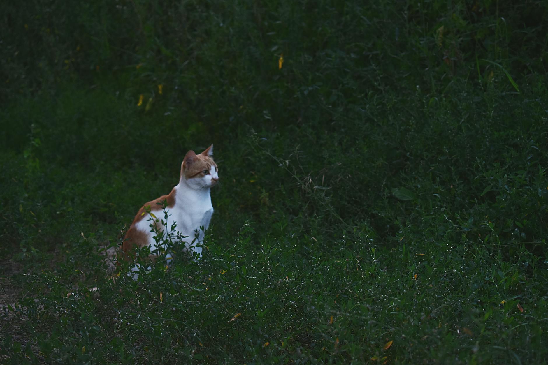 A serene orange and white cat sits amidst dense greenery during twilight, evoking a peaceful nature moment.