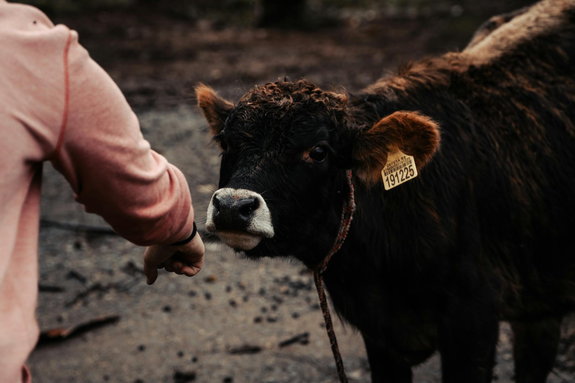A young calf with an ear tag interacts with a person in a rural farm environment in Cruz Alta, Brazil.